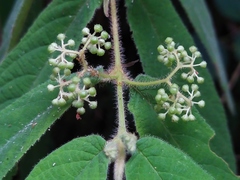 Callicarpa pilosissima
