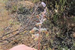 Lachenalia hirta hirta