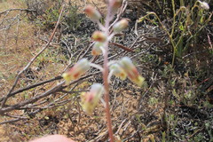 Lachenalia hirta hirta