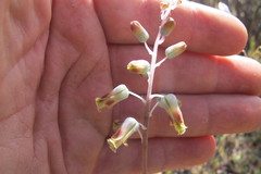 Lachenalia hirta hirta