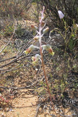 Lachenalia hirta hirta