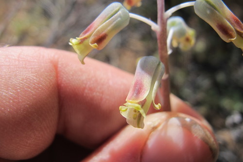 Image of Lachenalia hirta by (c) James Deacon, some rights reserved (CC BY-SA)
