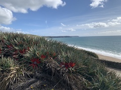 Fascicularia bicolor bicolor