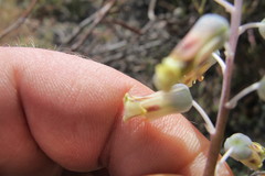 Lachenalia hirta hirta