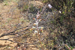 Lachenalia hirta hirta
