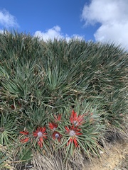 Fascicularia bicolor bicolor