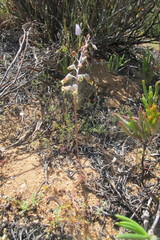 Lachenalia hirta hirta