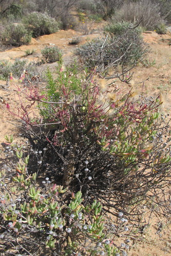Image of Broken Babooncabbage (Othonna retrofracta) by (c) James Deacon, some rights reserved (CC BY-SA)