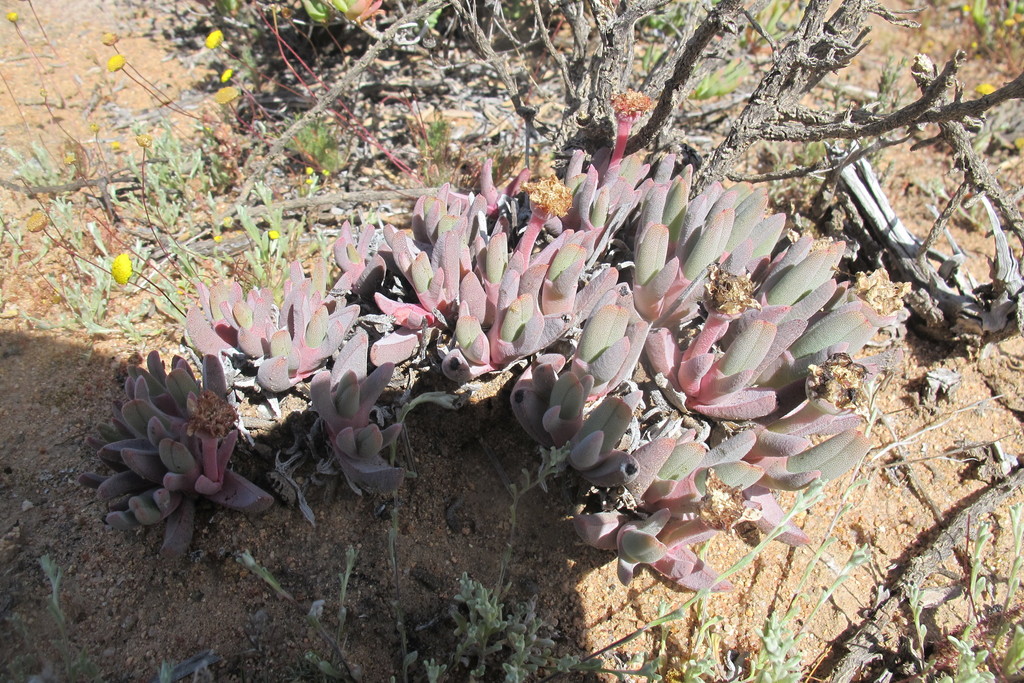 Cheiridopsis derenbergiana, Namakwa, Northern Cape, South Africa