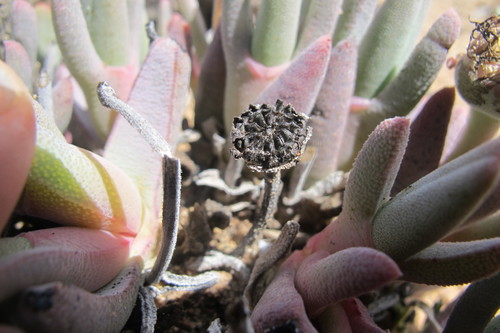 Cheiridopsis derenbergiana