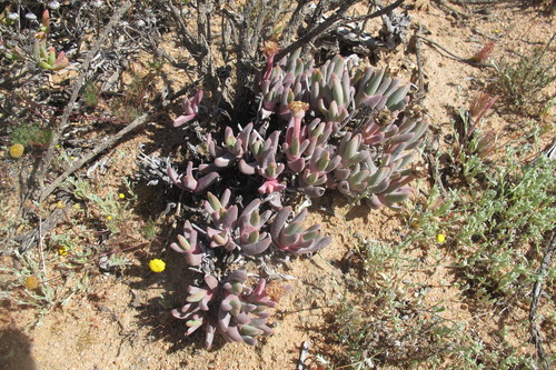 Cheiridopsis derenbergiana