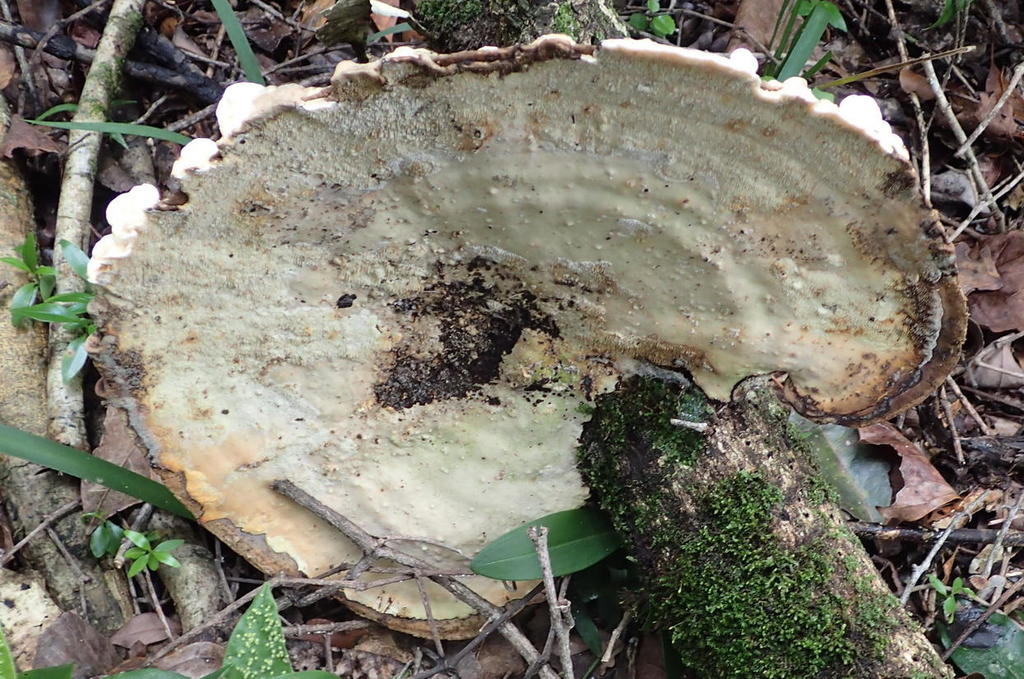 trametes-elegans-gu-a-general-de-macrohongos-de-costa-rica-inaturalist