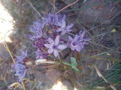 Codonorhiza elandsmontana