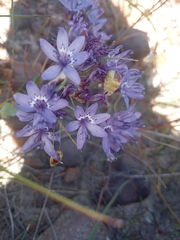 Codonorhiza elandsmontana