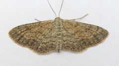 Lobocleta granitaria