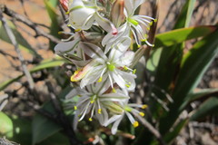 Chlorophytum crassinerve