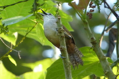 Cantorchilus modestus