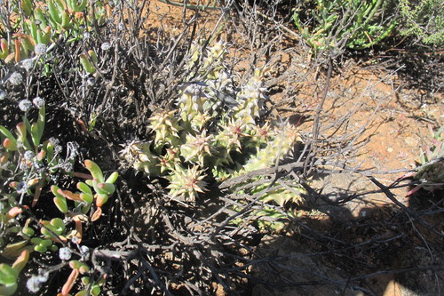 Image of Quaqua mammillaris by (c) James Deacon, some rights reserved (CC BY-SA)