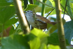 Cantorchilus modestus