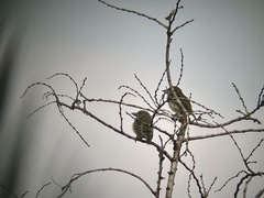 Pogoniulus scolopaceus