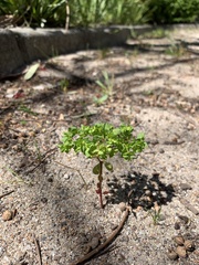 Euphorbia peplus