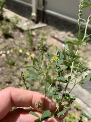 Melilotus indicus