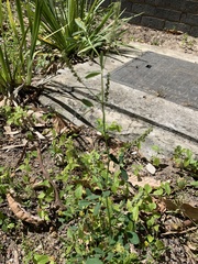 Melilotus indicus