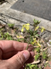 Raphanus raphanistrum