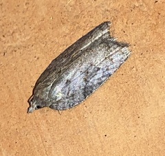 Acleris sparsana