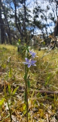 Thelymitra bracteata