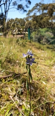Thelymitra bracteata