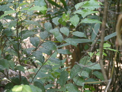 Dichapetalum gelonioides