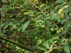 Dichapetalum gelonioides