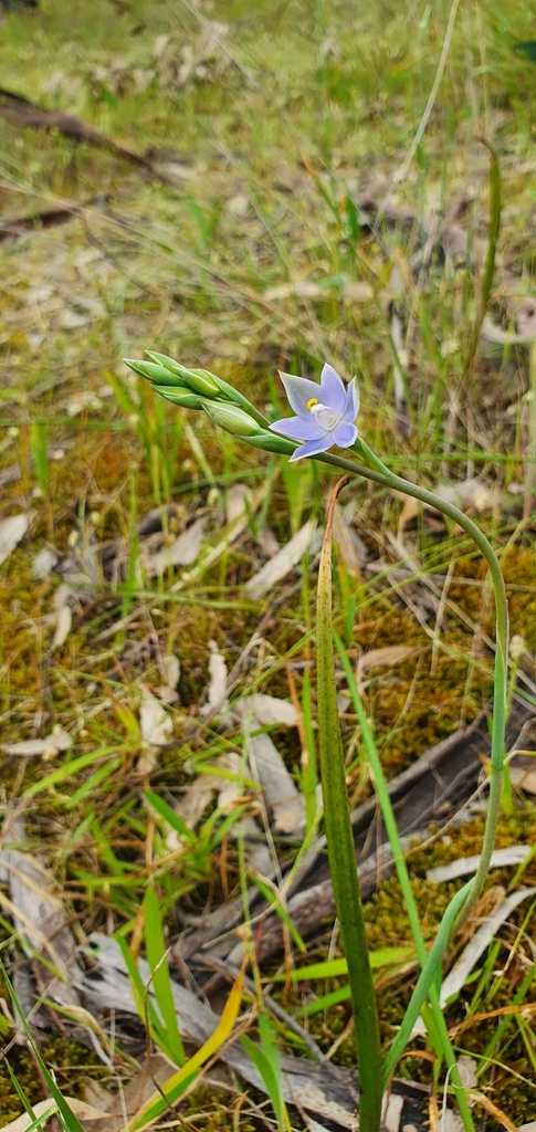 leafy sun orchid
