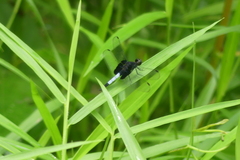 Erythrodiplax unimaculata