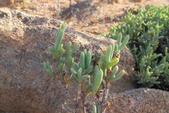 Schlechteranthus connatus