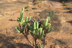 Schlechteranthus connatus