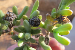 Schlechteranthus connatus