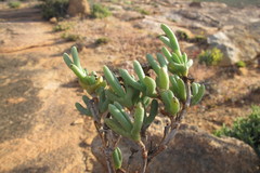 Schlechteranthus connatus