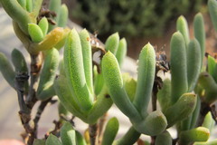 Schlechteranthus connatus