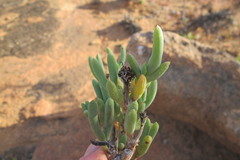 Schlechteranthus connatus