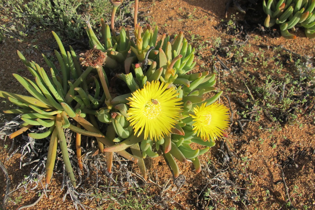 Cheiridopsis pearsonii, Namakwa, ZA-NC, ZA