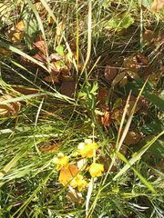 Ranunculus propinquus subborealis
