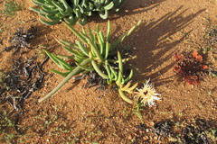 Cephalophyllum pillansii