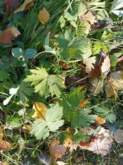 Ranunculus propinquus subborealis