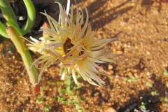 Cephalophyllum pillansii