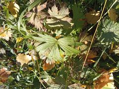 Ranunculus propinquus subborealis