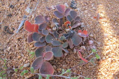 Oxalis pulchella