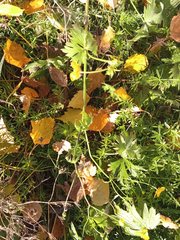 Ranunculus propinquus subborealis