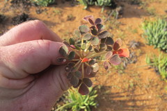 Oxalis pulchella